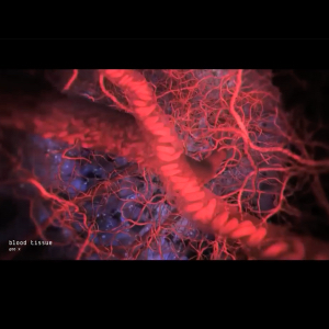 ビョークの「Biophilia」のアプリ版「Hollow」