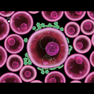 ビョークの「Biophilia」のアプリ版「Virus」